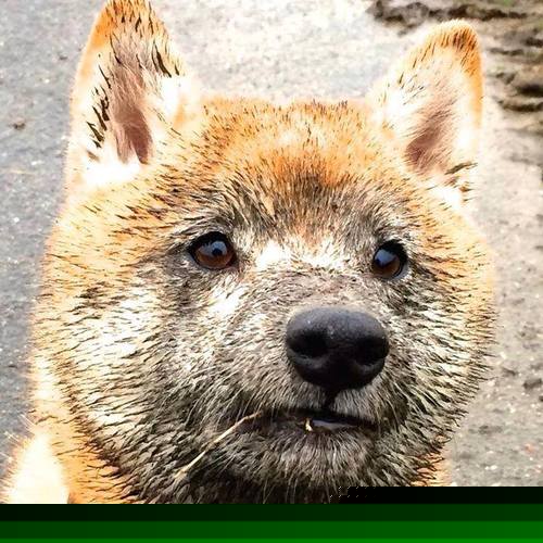 足球世俱杯-_湖人队追平历史纪录，詹姆斯表现神勇_，湖人队詹姆斯最新消息