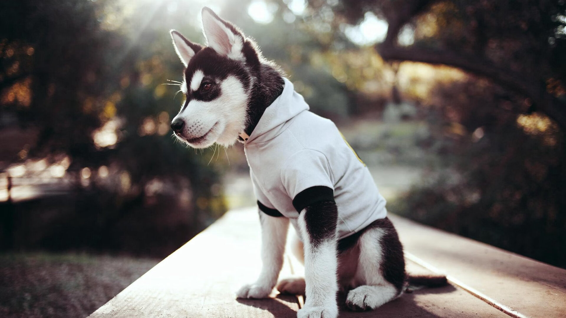 “法甲焦点冲突:明星对决,场面精彩!”,法甲对标