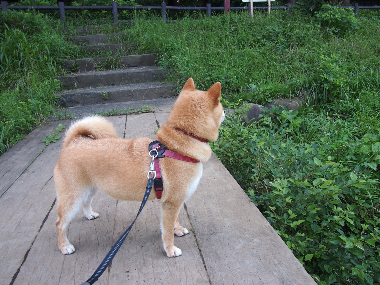 FIFA Club World Cup-《行业专家话未来：电竞产业五大创新方向》，电竞产业 潜力