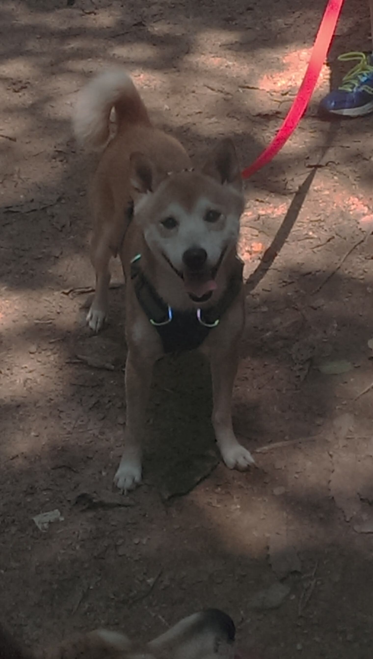 中国足球产业“十四五”规划引领行业步入高质量发展新阶段，中国足球产业发展现状