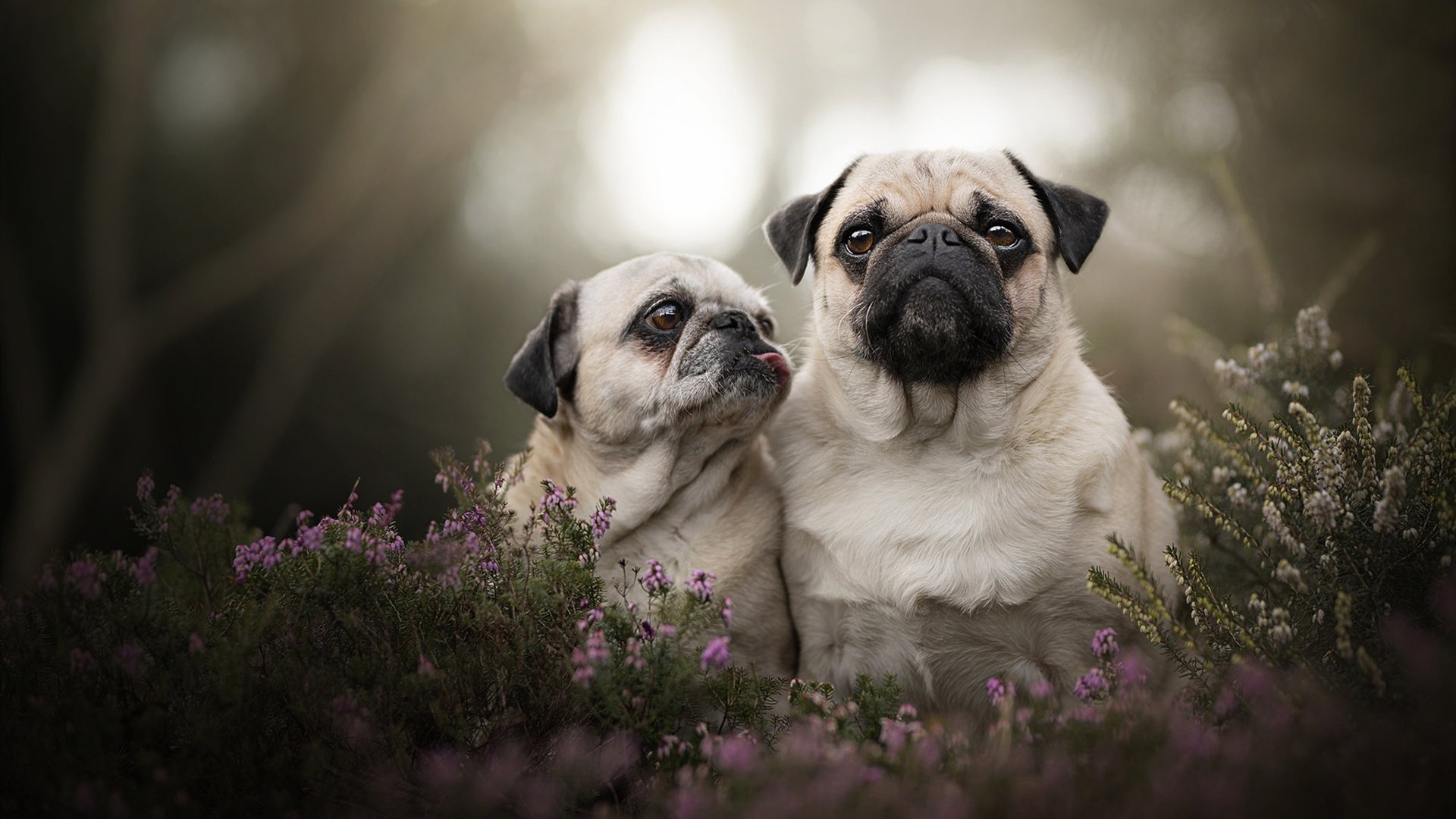 中国女篮在国际友谊赛中豪取胜利，士气高昂，中国女篮国际比赛