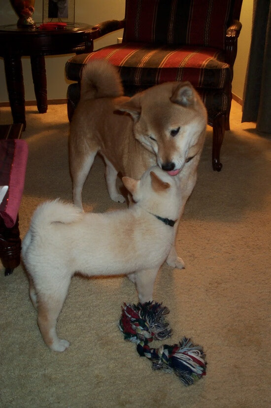 伊朗女足雪地穿花绕树破门,全网热传,伊朗女球迷看足球赛