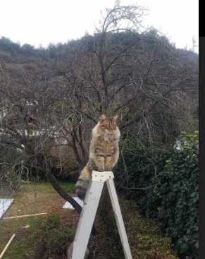 世俱杯-全国青少年“篮动未来”线上技能比赛激烈角逐，发掘新星，篮动中国2021