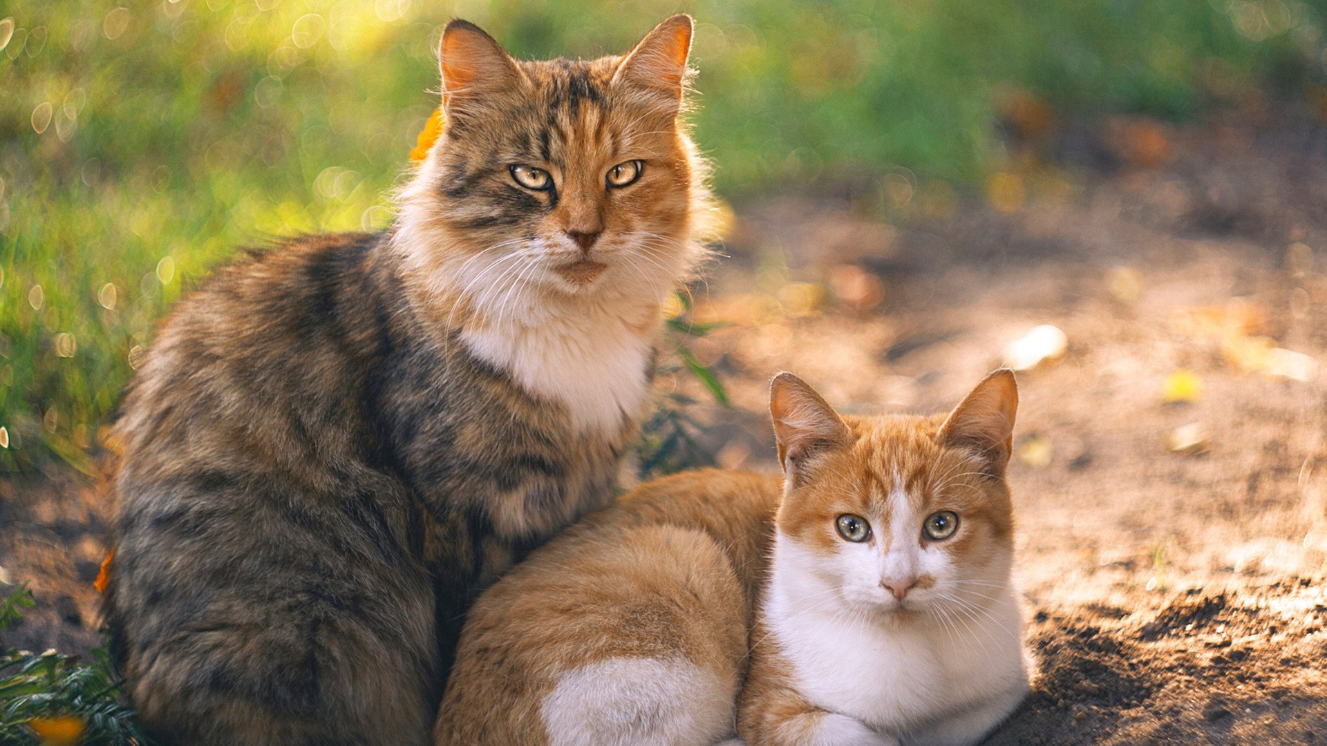 实验性足球赛事试点全国推行,探索多元化比赛模式,校园足球实验班