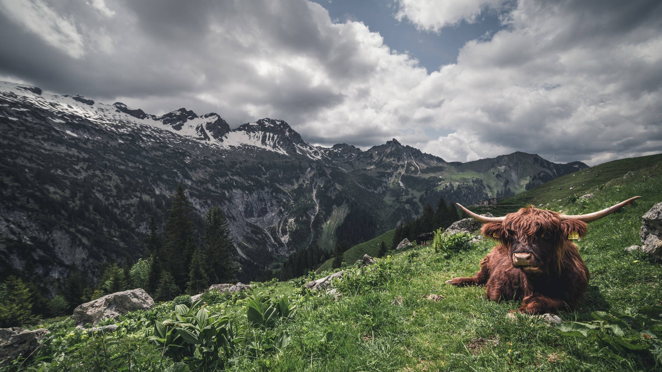 世界俱乐部杯在线观看-巴黎圣日耳曼豪取联盟最高胜率，巴黎圣日耳曼球队怎么样