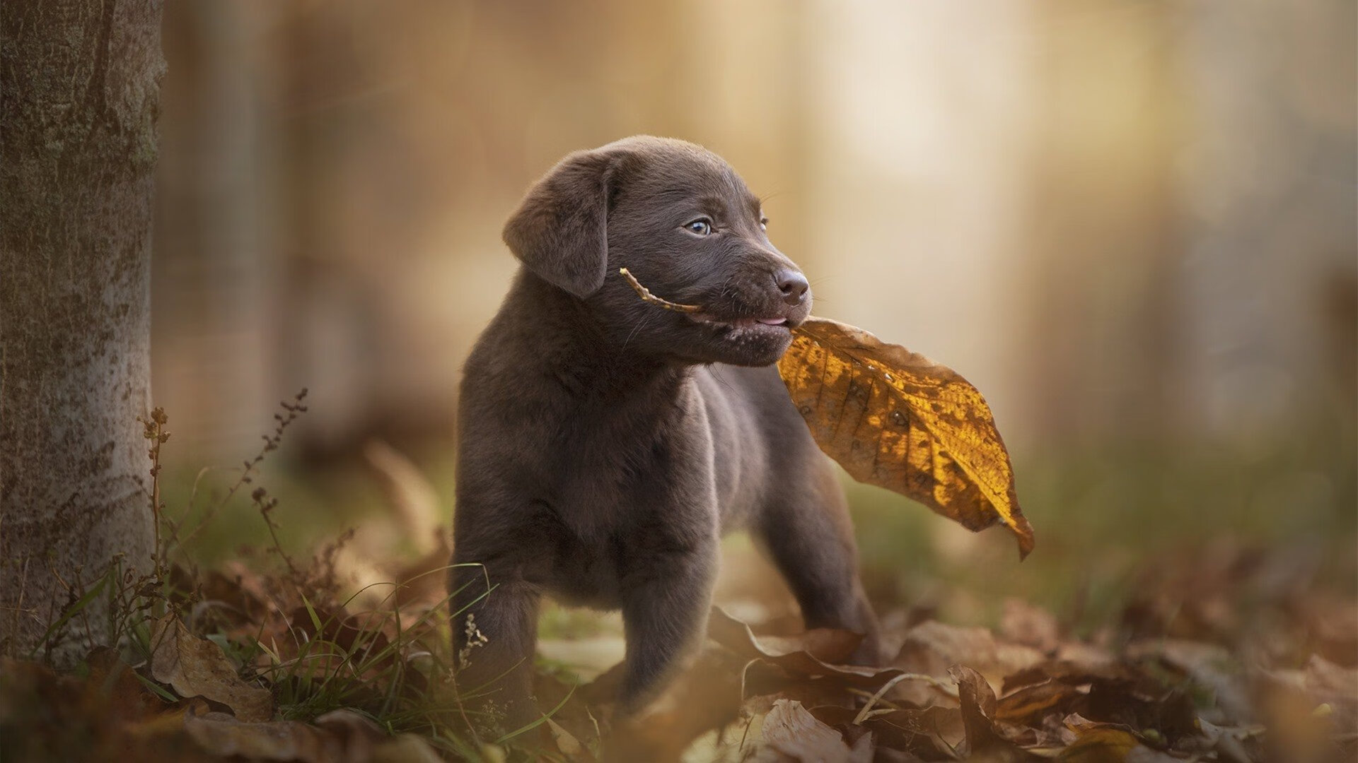足球世界俱乐部杯直播-意甲控场战，比分2-1，明星球员表现出色，成功完成关键传球51次，成功抢断74%