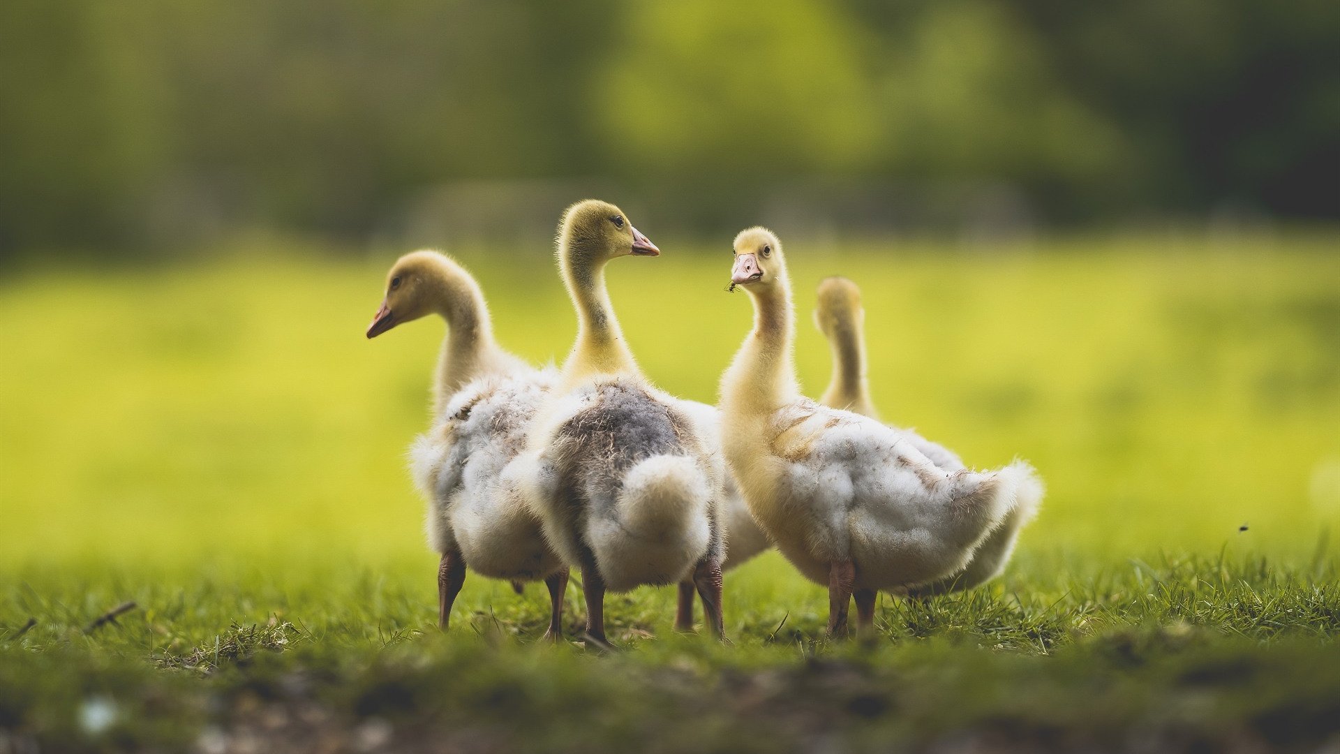 比利时自行车队在本届奥运会上共获5枚奖牌,比利时自行车手