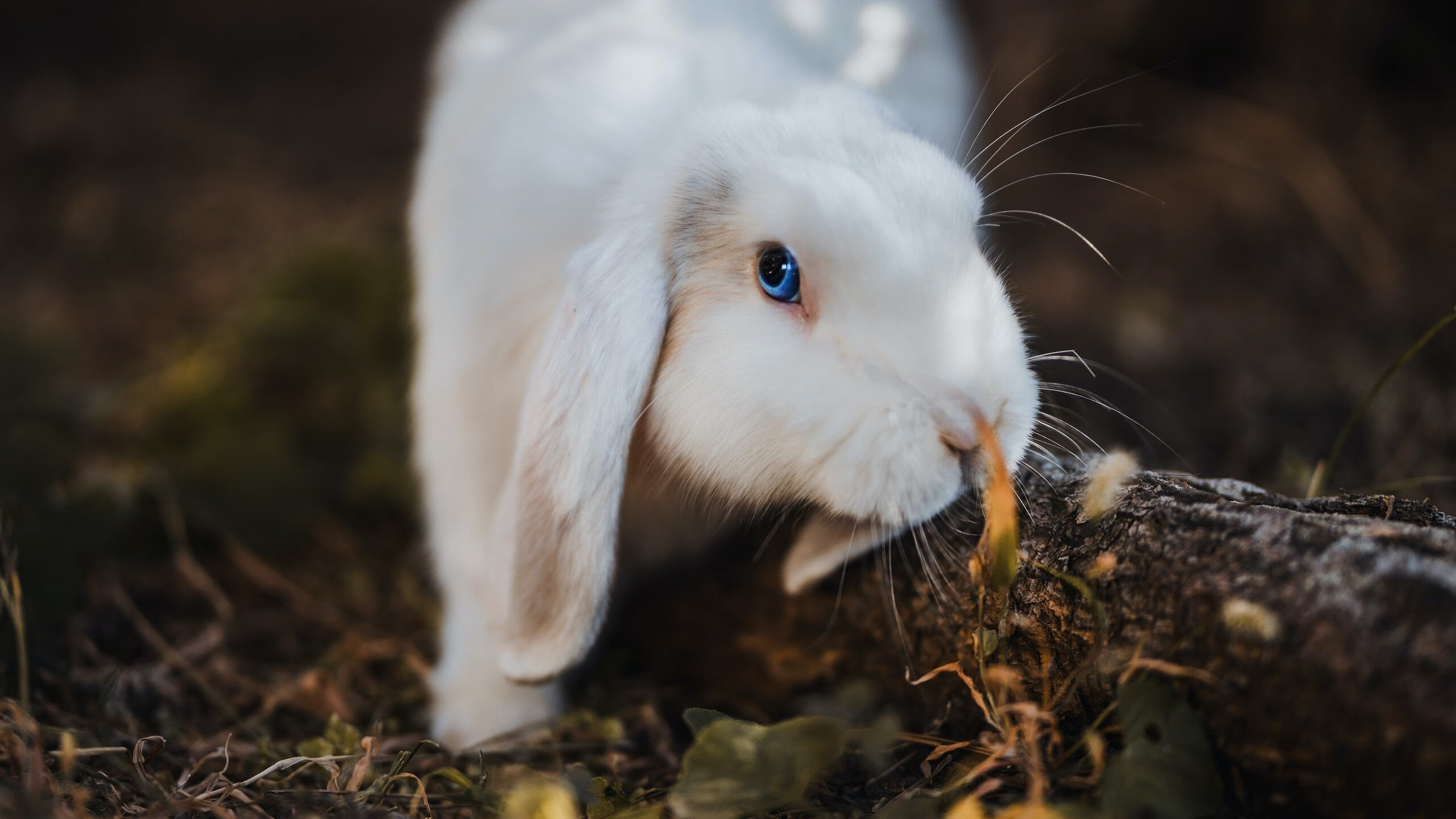 赛事后续:冠军的奖励与未来规划,比赛 冠军