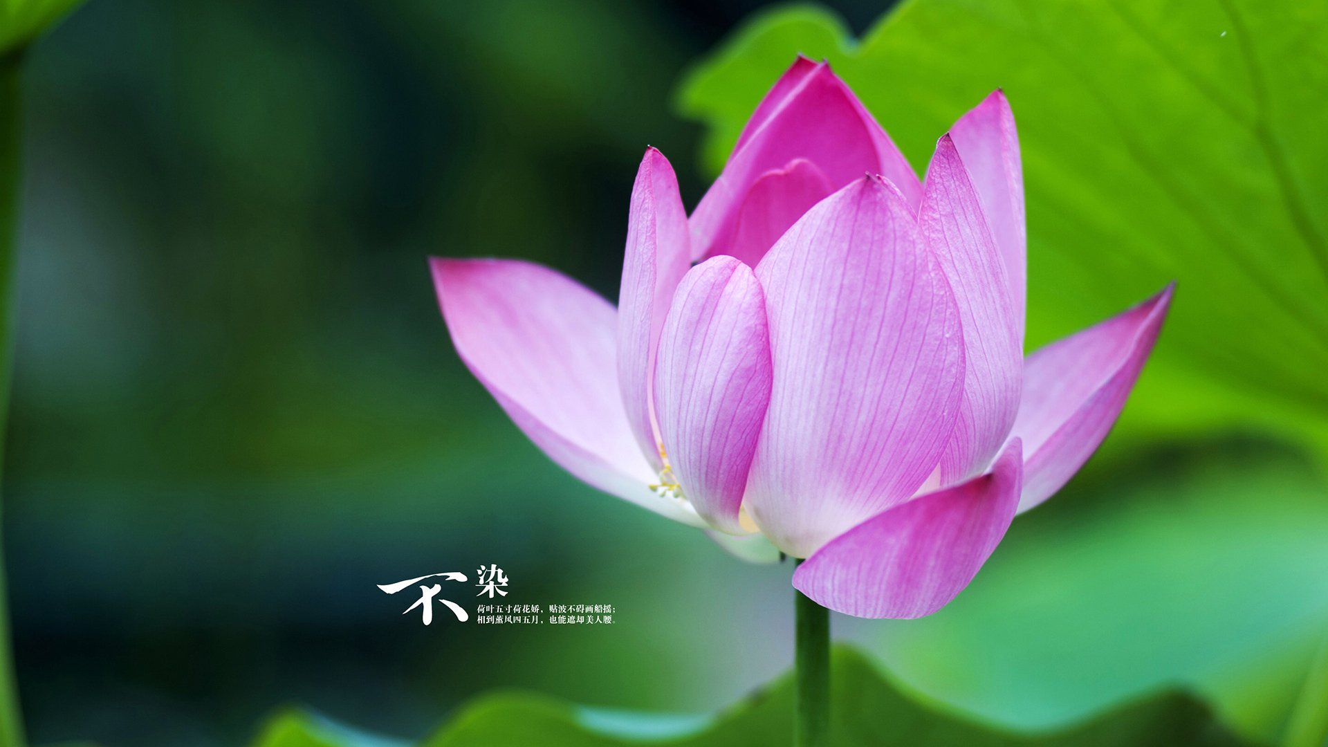 迷你高尔夫锦标赛：细腻中的精彩瞬间，迷你高尔夫设计