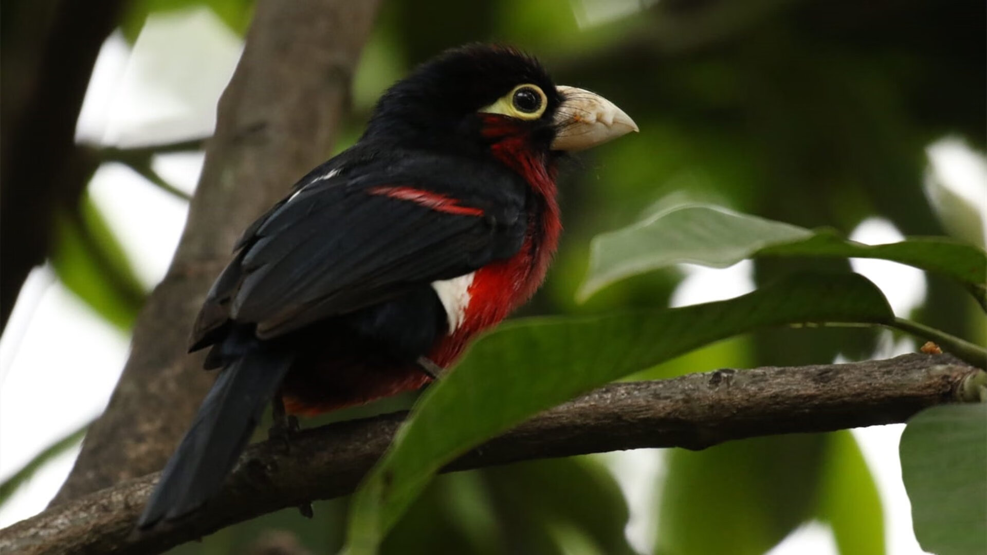 世俱杯足球赛事在线直播-青少年篮球“科技智能”训练系统在全国多地试点推广，青少年篮球技能等级考试官网