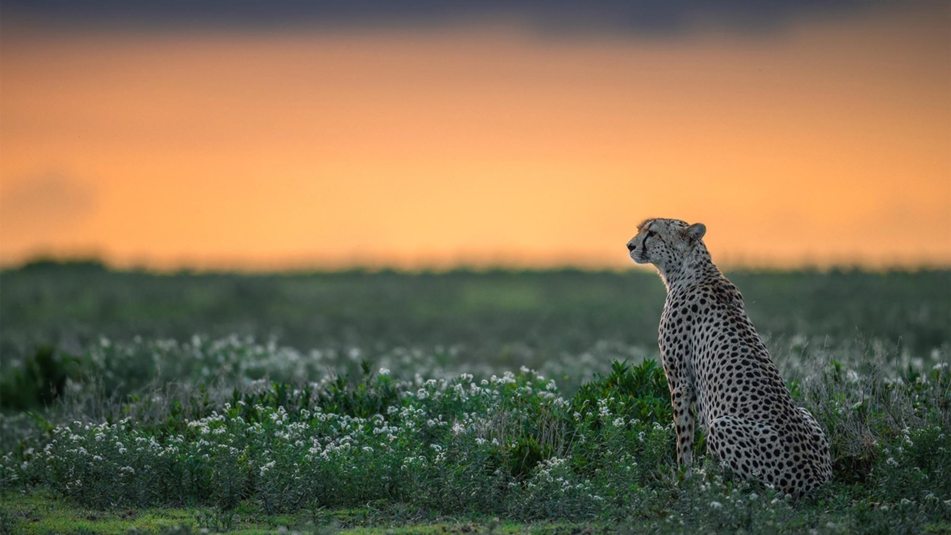 JDG推动电子竞技运动文化建设，电子竞技文化的概念
