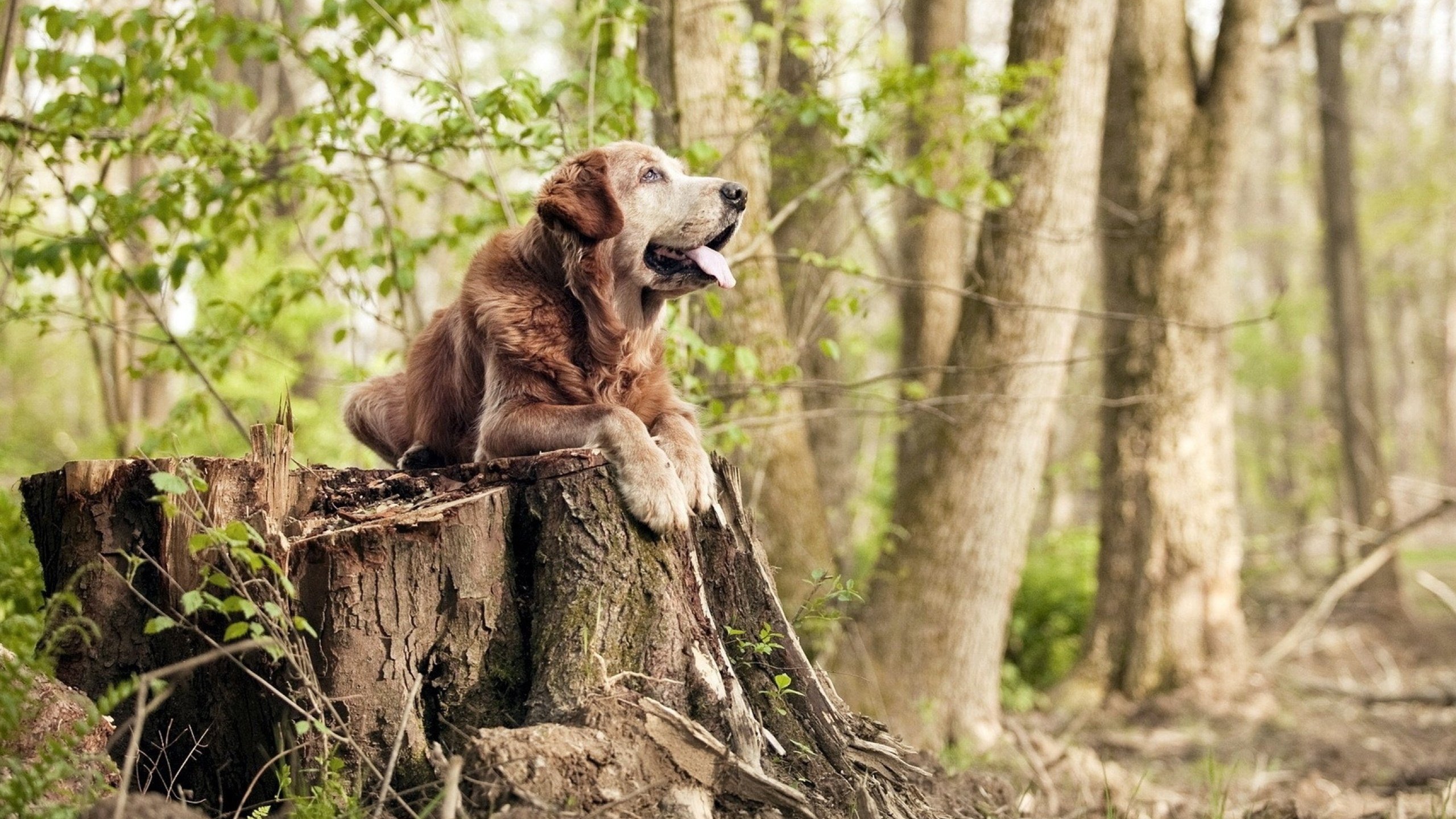 东亚球队赢得国际比赛,给球迷带来惊喜,东亚足球锦标赛2019赛程