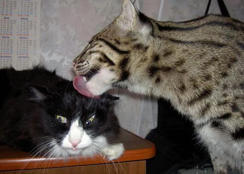 巴朗加国王客场表现稳健,巴郎去马尔斯了吗