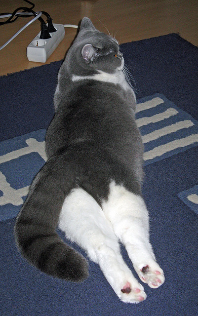 曼联官宣续约卡塞米罗,铁腰将继续镇守中场,曼联门将卡罗尔