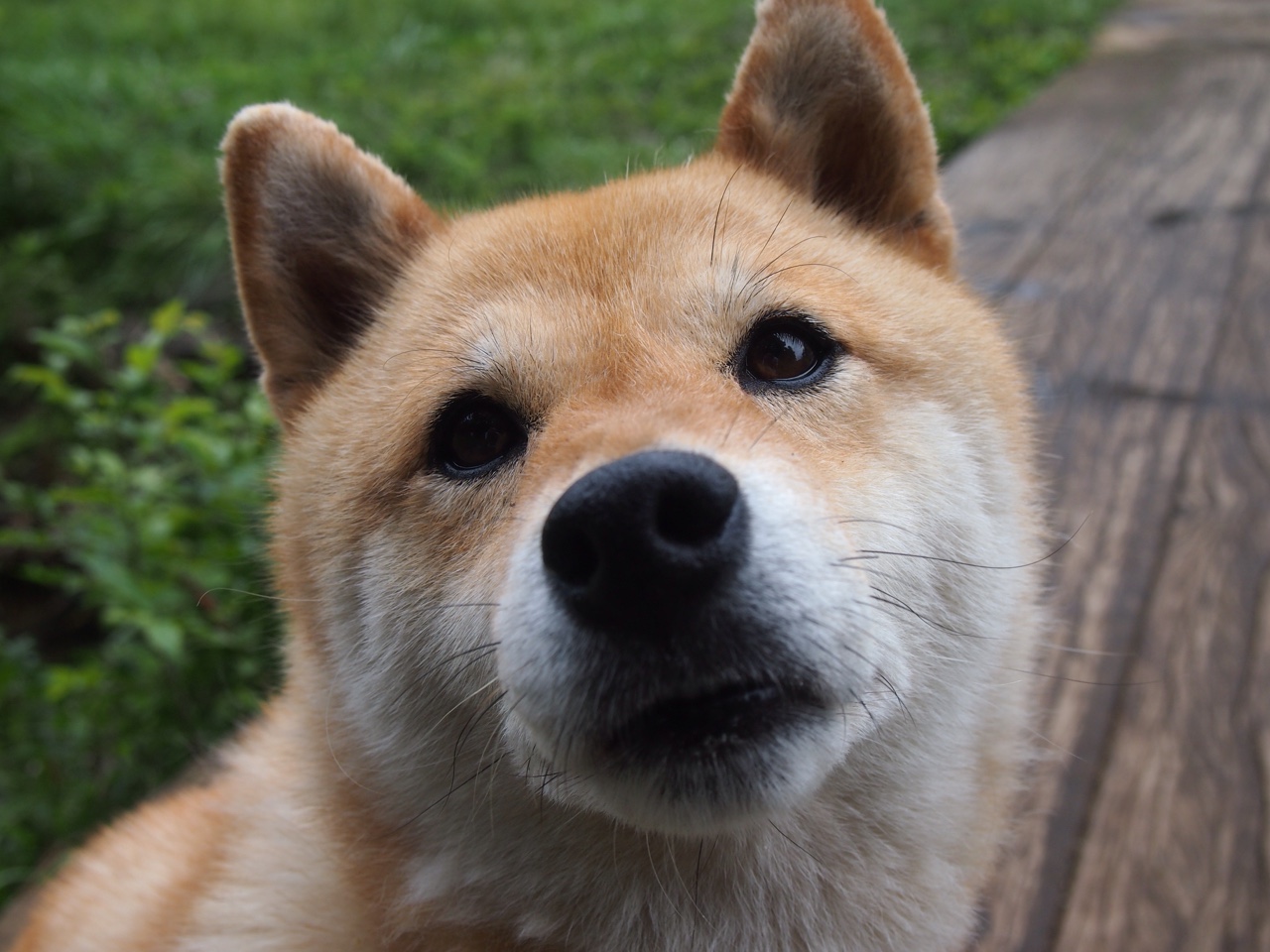 欧国联赛业余联赛迎来高潮,球迷狂热,欧国联赛2021