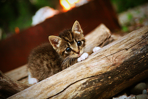 法兰克福客场逆转取胜,继续保持领先优势,法兰克福俱乐部官网