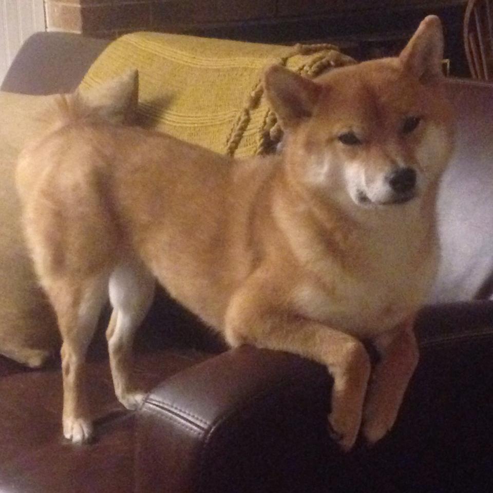 辽宁本钢青年才俊表现抢眼,辽宁本钢新队员