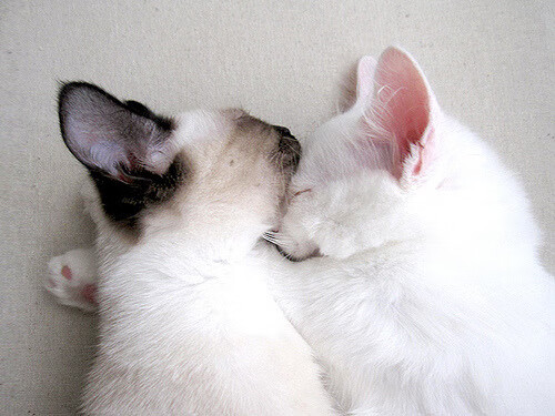 FIFA Club World Cup-阿贾克斯客场击败瓦埃雷尔实现六连胜，阿贾克斯vs乌得勒支预测