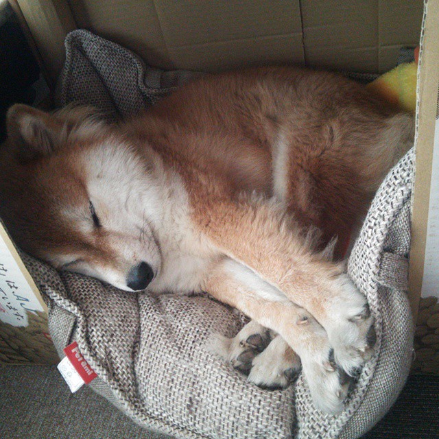 中国篮球教练员战术培训体系建设,2020年篮球教练员培训报名