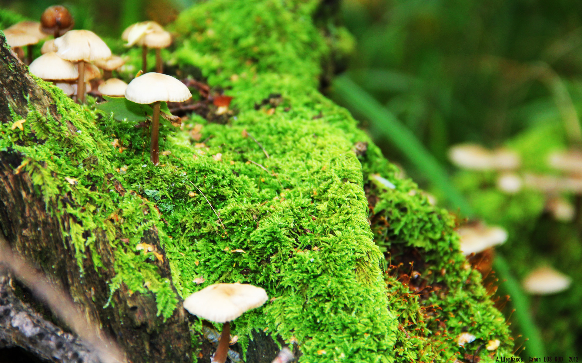 外教引进背后的体制难题,外教聘请政策