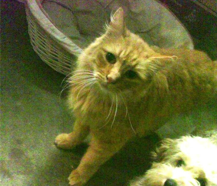 FIFA Club World Cup-得分爆发瞬间最令人惊艳的比赛，得分最高的得分王