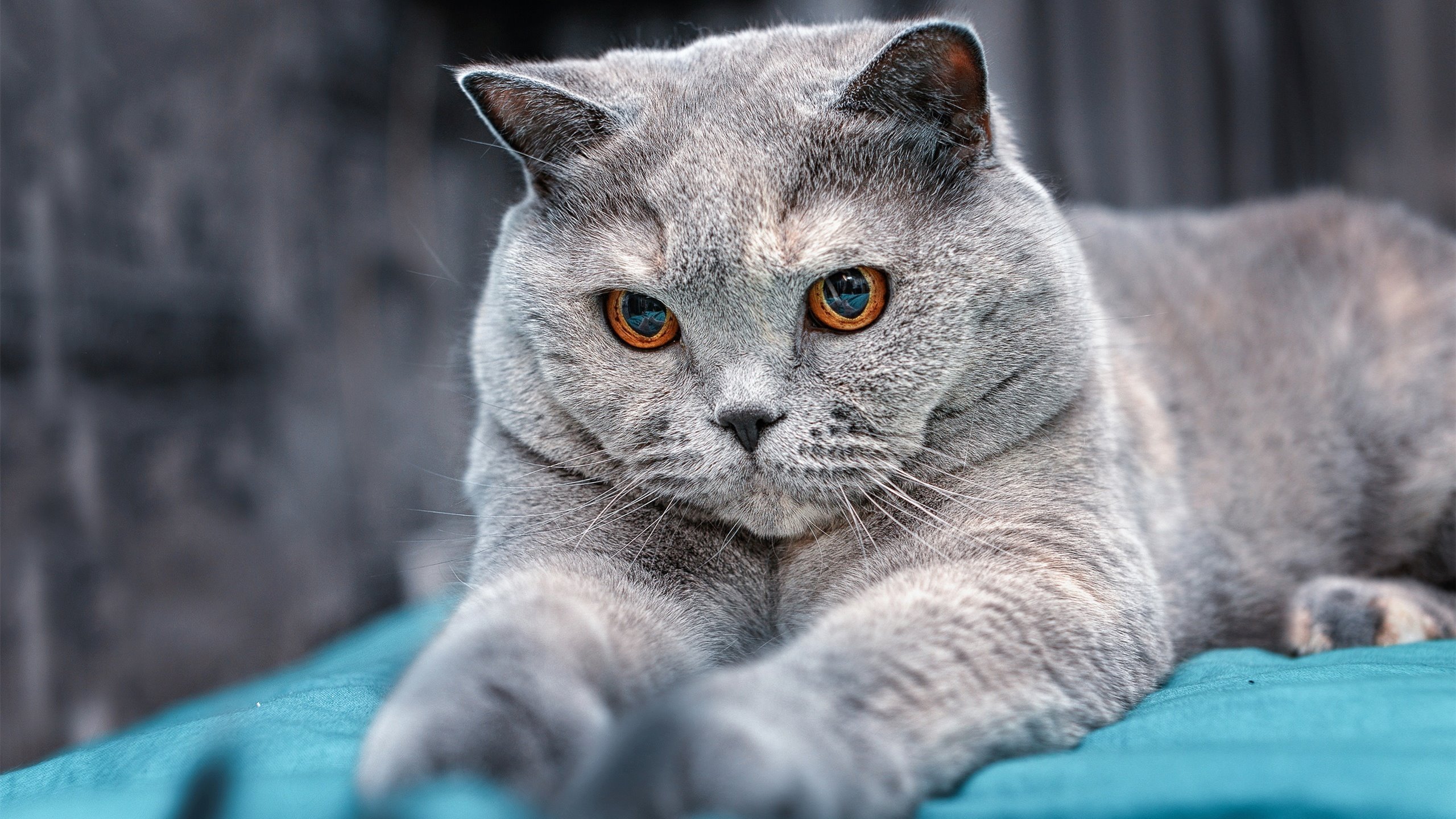 世俱杯直通-裁判风格数据分析首次加入赛事评价报告，裁判评判