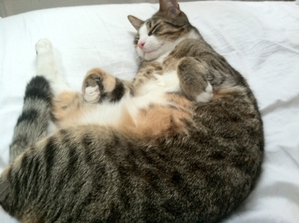 2025世俱杯赛程-“阿根廷美洲狮队在橄榄球冠军赛中发挥亮眼”