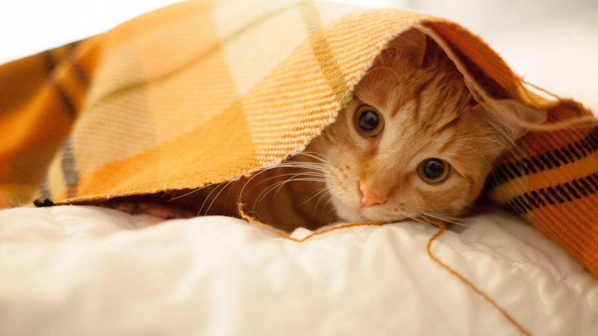 足球世俱杯-丁俊晖直播讲解母球控制技术要领，丁俊晖母亲是哪里人