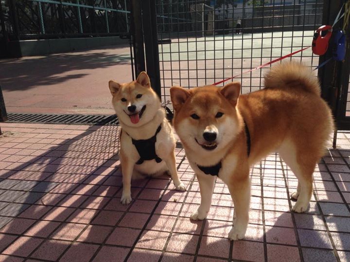 乔纳·隆戈:从世界杯舞台到全球橄榄球的巨星,乔纳坦 个人资料生日