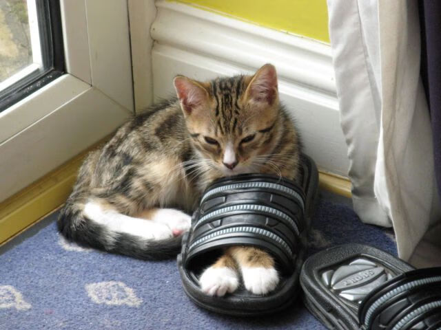 大学篮球教练员培训课程注重现代教学理念和方法,篮球教练员岗位培训教材