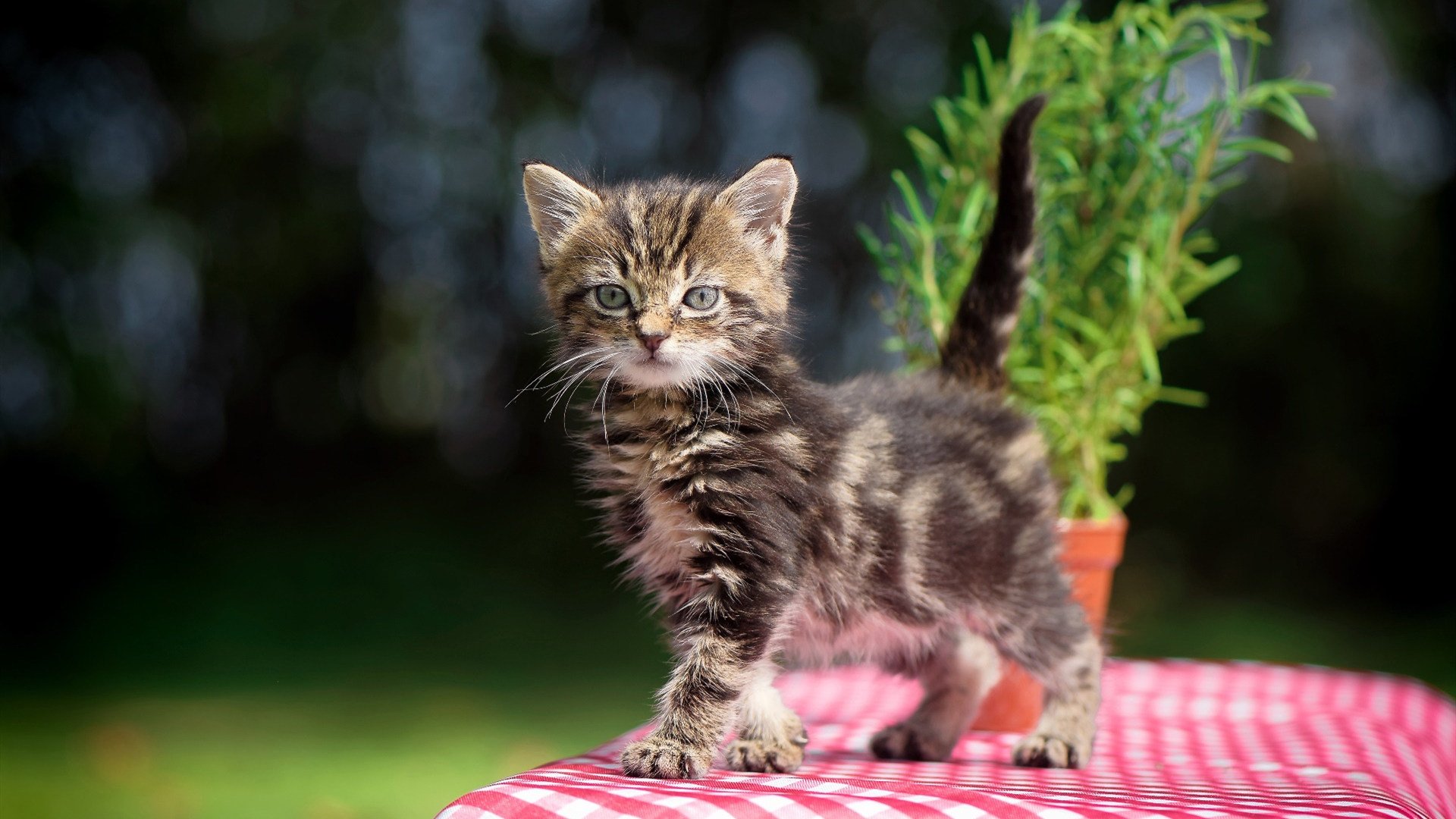 法甲火爆冲刺:积分榜上的激烈角逐,法甲推荐