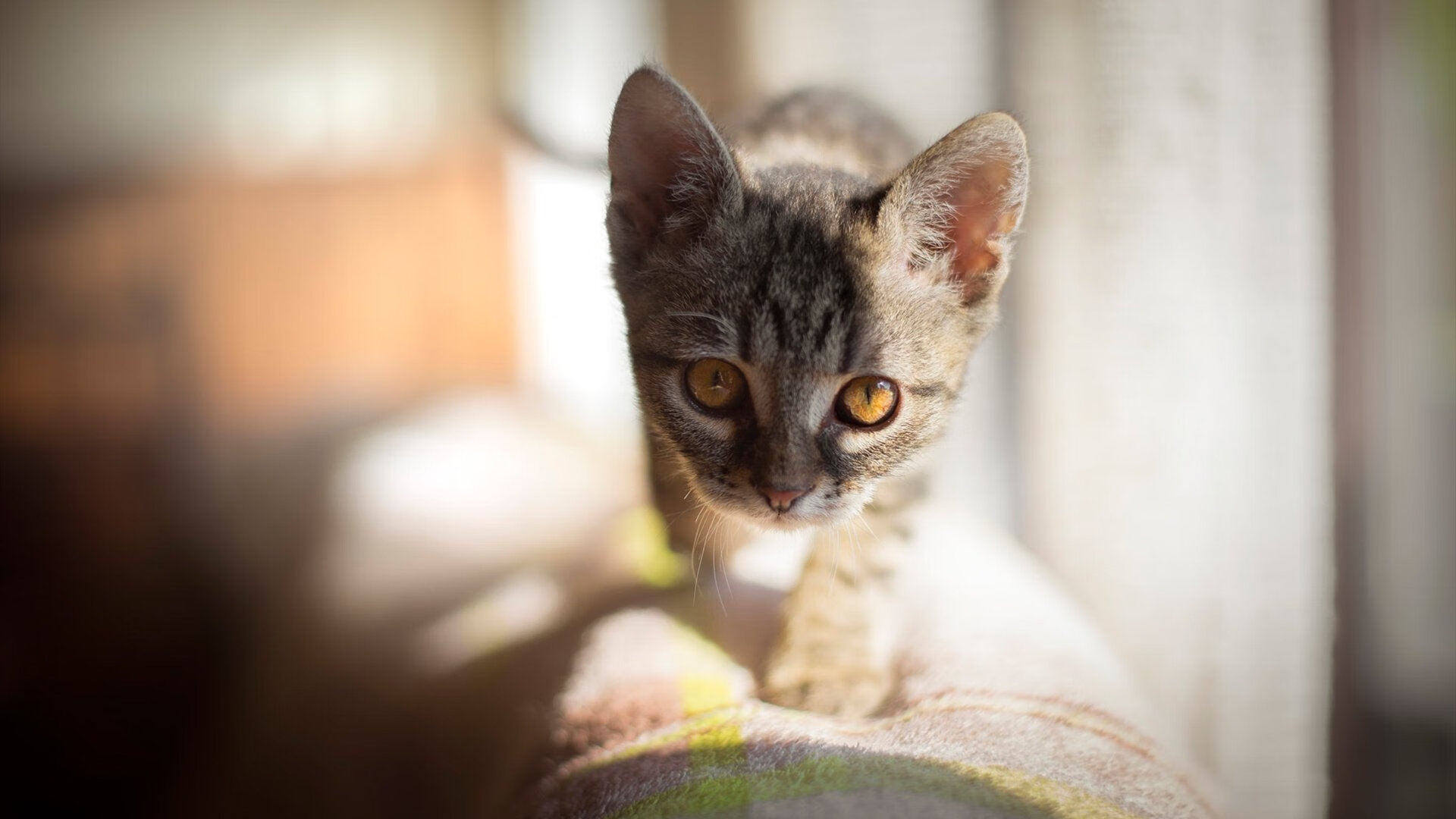 英国男子4×200米自由泳接力赛场表现出色,男子4×200米自由泳接力世界纪录